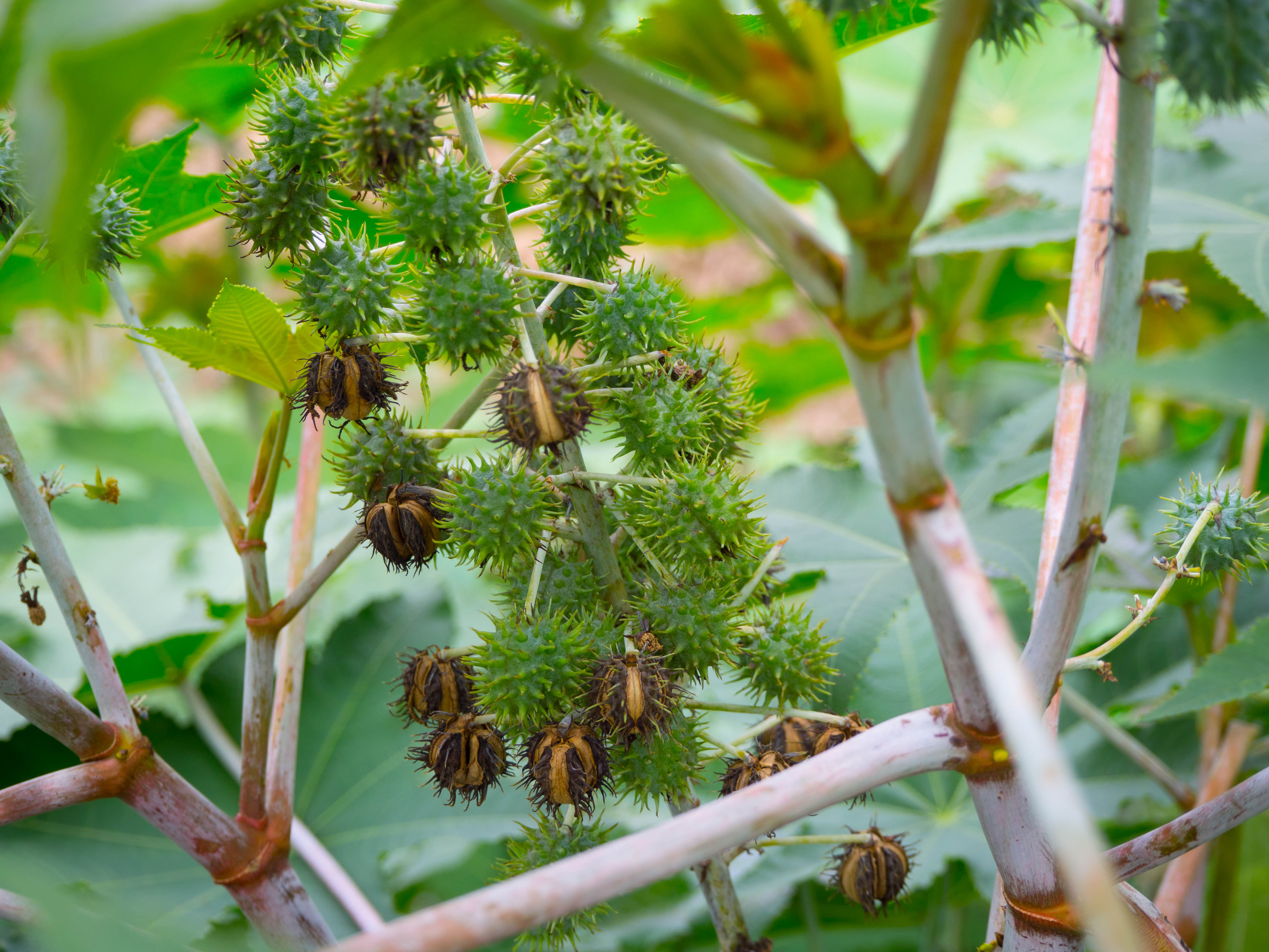 Sustainable resin from the castor bean found on the castor bean tree