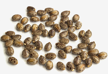 castor beans made from the castor bean tree for sustainable resins