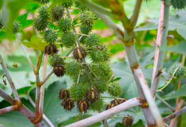 Sustainable resin from the castor bean found on the castor bean tree